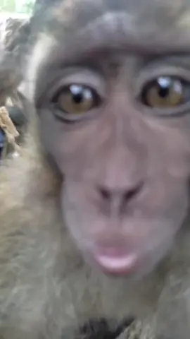 BE THE SAVIOR OF THE ENVIRONMENT‼️🍃 #marketingmemes #monkeykiss #savetheenvironment #savetheearth