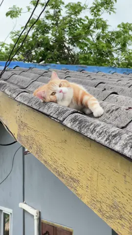 อยากไปอยู่วัด🙄  #cat #แมว #สัตว์เลี้ยงtiktok #catsoftiktok #cute #กาฟิวส์ #ไทเกอร์ #ขึ้นฟีดเถอะ 