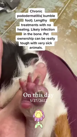 #onthisday #petownership #bumblefoot #pododermatitis #animalhealth #guineapighealth #cavy #guineapigsoftiktok #exoticanimalcare #foryou #chronichealthissues #pets #veterinary #vettech 