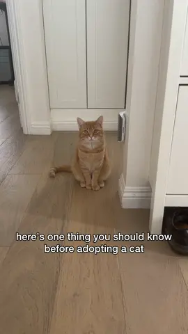 what cat color did you adopt? 