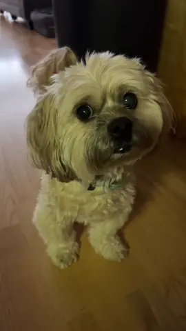 Day 4: Say hi and follow us if you think I’m cute! My Mom promises more cute content and updates on my IMHA journey  🙏💚 #roadto10k #strongertogether #dog #dogsoftiktok #IMHA #autoimmunedisease #roadtoremission #viral #fy #fypシ゚viral 