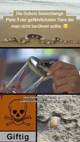 Die Dubois Seeschlange Platz 3 der gefährlichsten Tiere die man nicht berühren sollte. 😬 #crazy #animals #Tiere #giftig #poison #foryou #fyp #gefährlich #dangerous #tierdoku #documentary #dokumentation #duboisseasnake #seeschlange 