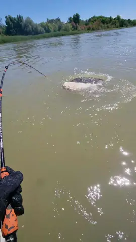 @Adventerfishing #fishing #pesca #wedkarstwo #catfish #siluro #sum #monsterfish #spinfishing #rivergishing #predatorfish #sports #deporte 