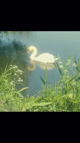 life in water :) #dreamy #sea #water #nature #fyp #naturaleza #swan
