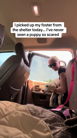 long day but shes out of the shelter and shes happy 💔 #rescue #rescuedog #rescuedogsoftiktok #shelterdog #shelterdogsoftiktok #fosterdog #fosteringsaveslives #fostermom #dogtok #puppytiktok #rescuepuppy #puppiesoftiktok #dogmom #fosterdogmom #fosterpuppy 