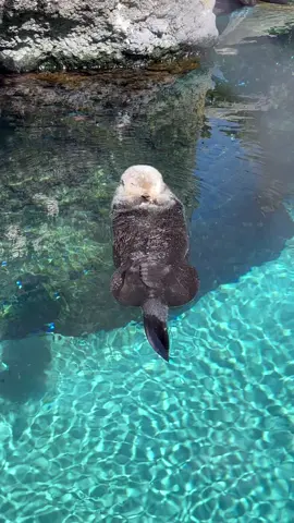 A break from kpop for some Otter 🦦 content 🥺 #otter #oregonzoootters #zoo #portland #oregon #floating #cuteotter #sleeping #sleepingotters #animalfyp #seaotter #zoo #twirl #sleepy #zzz #cutie #babyotter #floatingaway #adorableanimals 