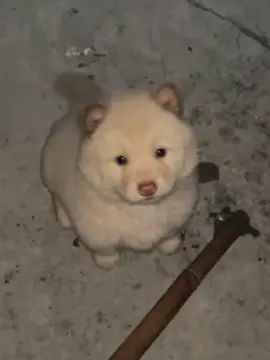 Puppy#cute #fyp #pet #funny #puppy #dog #cutedog #petdog 