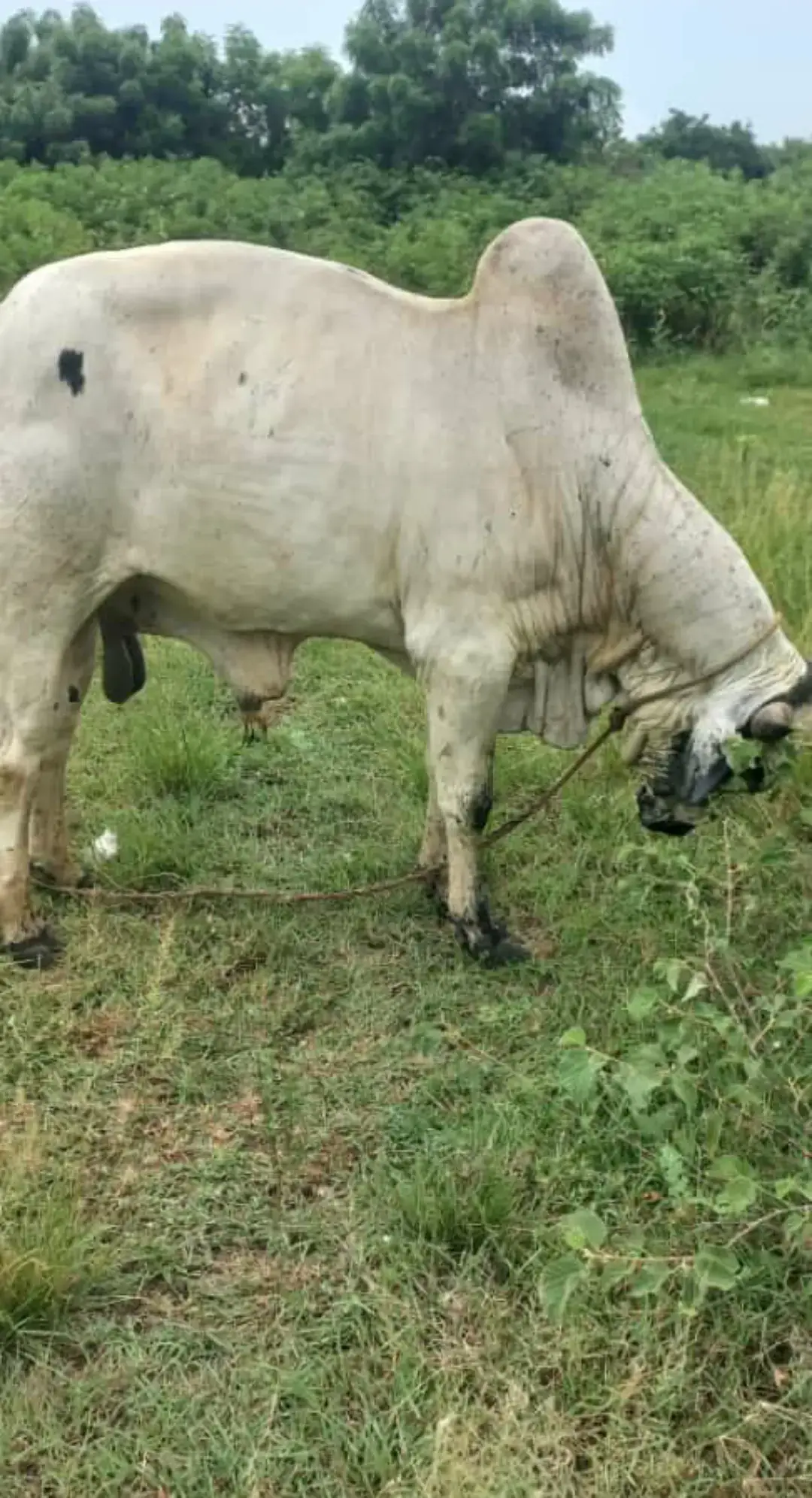 #viralvideo #bussiness #hassannewtins