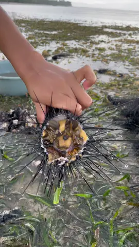 Bulu Babi emang seenak ituuu🤤 #bulubabi #bulubabilaut #seafood 