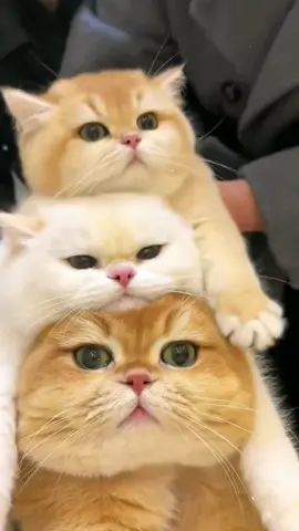 艾特一个比小猫还可爱的人来看～call someone cuter than a kitten to see  #猫咪 #萌宠好物 #猫咪日常 #猫咪的迷惑行为 #pet #小奶猫 