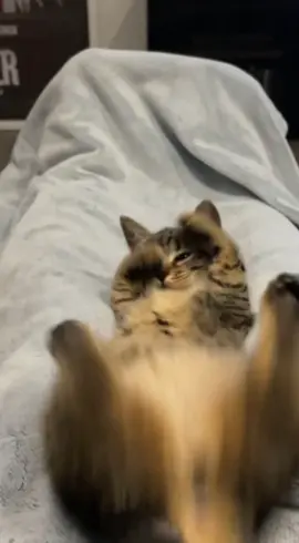 Peut etre un truc en moins finalement ...  #chat #catsoftiktok 