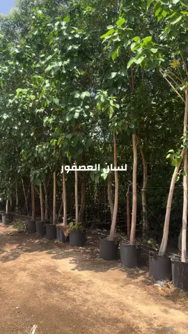 مشاتل #مانجو تايلندي #يوسفي # حمضيات# مشاتل نجران #حمضيات الرياض_الان #الشعب_الصيني_ماله_حل😂😂 #الرياض_جده_مكه_الدمام_المدينه #القصيم#الشرقيه_الخبر_الدمام#رؤية_السعودية_2030 #اكسبلورررررررررررررررررررر💥🌟💥🌟💥💥🌟🌟🌟🌟🌟 #اكسبلور #حايل #القصيم_بريده_عنيزه_الرس_البكيرية #بيش #ابها #الصيني_ماله_حل😂😂 #الشرقيه #الباحه #عنيزه #الرياض_الان #الشعب_الصيني_ماله_حل😂😂 #جده #الشعب_الصيني_ماله_حل😂😂 #القصيم #ابها_مدينة_الضباب #الرياض_الان #الرياض_جده_مكه_الدمام_المدينه #الرياض #الشعب_الصيني_ماله_حل😂😂 #الشعب_الصيني_ماله_حل😂😂 #رؤية_السعودية_2030 #اكسبلورررررررررررررررررررر💥🌟💥🌟💥💥🌟🌟🌟🌟🌟 #الصيني_ماله_حل😂😂 #الرياض_الان #جده #حمضيات #يوسفي #عنيزه #الرياض_الان #الرياض_الان #ابها_مدينة_الضباب #الباحه #الرياض_الان #الشرقيه #الرياض_الان #الرياض_  جده_مكه_الدمام_المدينه #الصيني_ماله_حل😂😂 #الرياض_الان #ابها_مدينة_الضباب #حمضيات #الشرقيه #يوسفي #الصيني_ماله_   حل😂😂 #الشعب_الصيني_ماله_حل😂😂 #الشعب_الصيني_ماله_حل😂😂  #حمضيات #الرياض_جده_مكه_الدمام_المدينه #القصيم #مانجو #الشعب_الصيني_ماله_حل😂😂 #اكسبلورررررررررررررررررررر💥🌟💥🌟💥💥🌟🌟🌟🌟🌟 #القصيم_بريده_عنيزه_الرس_البكيرية #الصيني_ماله_حل😂😂 #الرياض_الان #اكسبلورررررررررررررررررر#الشعب_الصيني_ماله_حل😂😂 #الصيني_ماله_حل😂😂 #القصيم_بريده_عنيزه_الرس_البكيرية #جده #الرياض_جده_مكه_الدمام_المدينه #القصيم_بريده_عنيزه_الرس_البكيرية #عنيزه #حمضيات #مانجو #الرياض_جده_مكه_الدمام_المدينه #ابها #الرياض_الان #الشعب_الصيني_ماله_حل😂😂 على #الشعب_الصيني_ماله_حل😂😂 #حمضيات #نيوم #جد #اكسبلورررررررررررررررررررر💥🌟💥🌟💥💥🌟🌟🌟🌟🌟 #الرياض_الان #مانجو #الشعب_الصيني_ماله_حل😂😂 