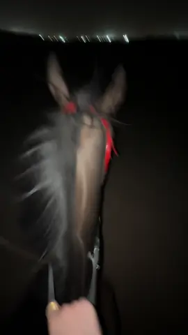 ركوب الليل رايييق جدًا 💆🏻‍♀️ ##خيل_وخياله🐎 #اك #fyyy 