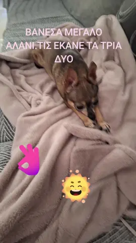 Το εξυπνο σκυλοπαδο μας😅🐕🧿#uk #fy #fyp #foryourpage #fypシ゚viral #foryou #αστειαβιντεακια #κομωδια #tiktokers #comedyvideo #διασημοι🔴 #celebrity #tiktokgreece🇬🇷 #tiktokgermany #tiktokchina🇨🇳 #titokindia #dogsoftiktok #cleverdog 