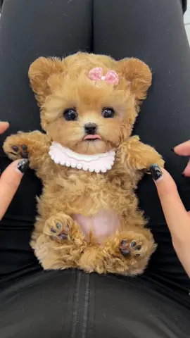 #cunyeu #fyp #dog #cute #thucung #poodle #bunquystoc 