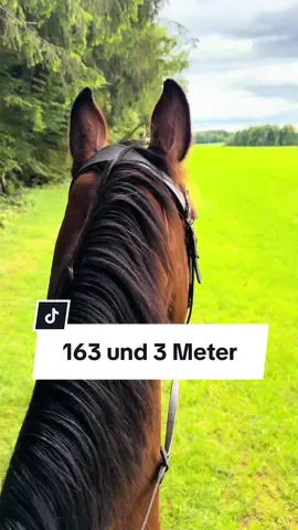 ☝🏽😂🐴 Wie groß ist euer Pferd? Und wie groß seid ihr? Ich bin 1,63 und Canturas Stockmaß ist 1,75 schätze ich😂 #pferdekram #pferdekramtrend#pferdekramviral#horse#equestrian#fds#fyp#horse#ausreiten#pony#stallvlog#freiarbeit 