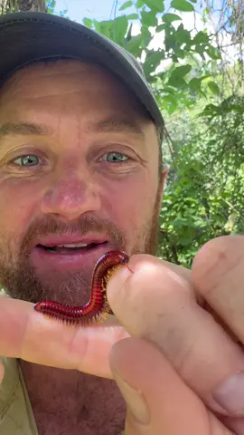 Check out this red millipede - isn’t this cool creature! #insects #insectsoftiktok #wow #red #danger #fyp #tiktok #reels #ecosystem #reillytravers #conservation #forest 