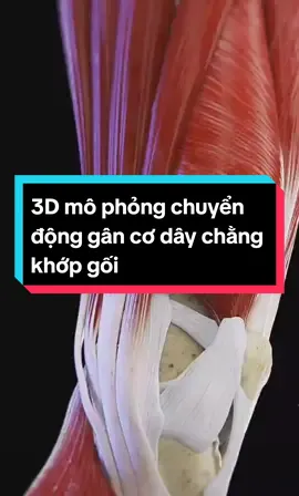 3D Mô phỏng chuyển động của hệ thống gân cơ dây chằng xung quanh khớp gối #BsDyChiCuong  #chiropractic  #thoatvidiadem  #trilieuvaigay  #viral #xuhuong #capcut 