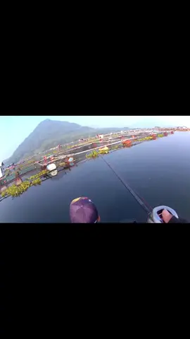 masih musim baby toman #toman #outdoor #shimano #casting #fishing #sports 