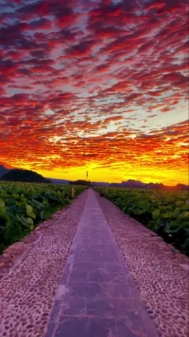 The sunset is a surprise left by the sun to the sky. #sunset #fyp 