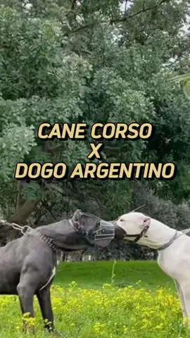 CANE CORSO VS DOGO ARGENTINO... WHO WINS? The final result was a draw, but we believe that the Dogo Argentino has a slight advantage, due to its hunting instinct and aggression, which are greater than that of the Cane Corso. #dogoargentino #canecorso #guarddog #strongdogs #dogvsdog