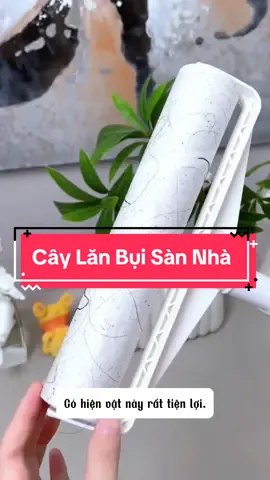 Cây Lăn Bụi Sàn Nhà 24cm #caylanbuisannha #caylanbuisannhakeodai #caylanbuikeodai #viral #xuhuong 