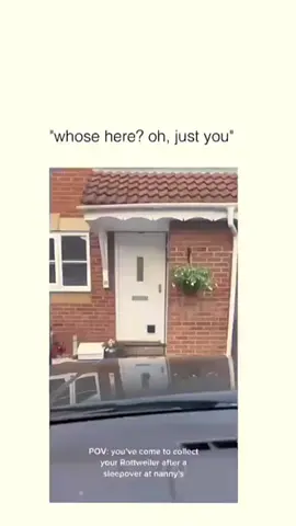 Funny dogs compilation #funnydog #funnypet #cutedog #dogsoftiktok #doglover #dog 