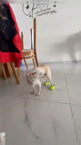 what are those niki 😂 #chihuahua #nikiozeri #foryou #dog #angrydog #niki 