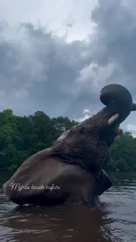 Riding the waves with my crazy girl🐘🌊❤️ • • • #elephant #savetheelephants #myrtlebeachsafari #elephants #elephantlove #exoticanimals #Elephantidae #animals  #animalsaddict #animallover #cuteanimals #funnyanimals #riolilly #rioandbubbles #cuteanimal #myrtlebeach #explorepage 