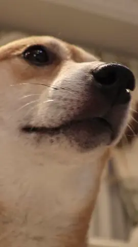 BBL Winnie🎶🙂‍↕️ . #dogtok #dogsoftiktok #doggo #dog #cutedog #doglovers #shibatok #shibainu #shibe #fyp #shibenation #shibalove #shibes #shiba #shibarmy #shibamania #shibaholics #sealwinnie #doghumor #foryou #bbldrizzy 