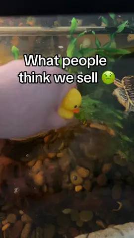 LET ME COOK NOW 🦆📈 #gaming #duck #keyboard #keycaps 