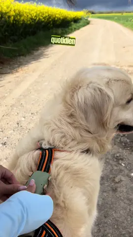 Et tu as -40% avec le code rioandco40 🎁✨ #dogtracker #doggps #foryou #goldenretriever #fyp #pourtoi @Tractive Pet GPS 