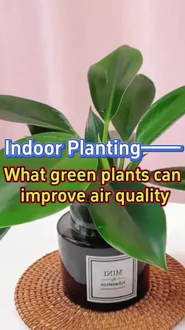 Plant that could help improve air quality in your house #indoorplants #homegarden #houseplants #plants #garden #indoorgarden #airpurifyingplants 