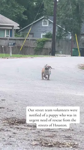 Bingo was originally found living on the streets of Houston with two of his siblings. Shortly after our street team volunteers were notified of the dogs in the area, we were told by local residents that one of Bingo’s siblings was deceased and the other had been taken. After assessing the situation, we knew he would not survive much longer on his own. He was rescued by one of our dedicated volunteers and was immediately started on fluids, treated for sarcoptic mange, and began dewormer for his heavy parasite burden at our kennel facility. Bingo was originally Parvo negative but days later tested positive for the Parvo virus. We knew Bingo’s situation on the streets was critical but after learning of his extensive medical issues, it became even more apparent how much he needed us. Bingo has begun supportive therapy for Parvo but is currently not showing any symptoms of the virus. After a week of treatment and rest, he is now often seen playing with his very own toys throughout the day. No more delivering newspapers for you Bingo!   #streetdogrescue #fromthestreetstothesheets #houston #dogrescue #corridorrescue #rescue #houstonstreetdog #fyp #activities #adoptdontshop #dogsoftiktok 