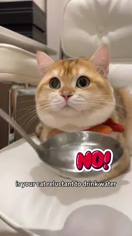 Order now,50% off immediately#catsoftiktok #foryoupage #cat #foryou 