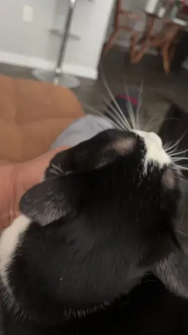 Please like and follow#letsgoo #teamworkmakesthedreamwork🥰♥️ #teamoftomorrow #PetsOfTikTok 