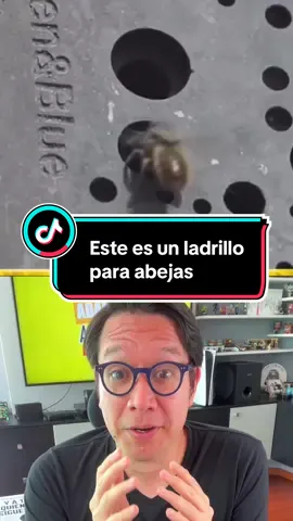 Este es un ladrillo para abejas #ladrillo #abeja #ecoamigable #fyp #tecnologia #adaptateoapartate #diegoquiroz 