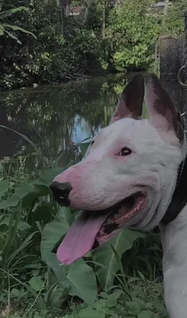 Cino sasek😅 #fyp #fypシ゚ #fypシ゚viral #masukberanda #porbi_sumbar #porbimarenten #porbi50kota #porbimarentensumbar #airohteam234 #airohteam #capcut #xybca 