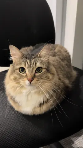 Loaf #catsoftiktok 