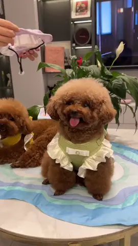 Mũ tai bèo xinh xắn ngày hè cho thú cưng #cute #cutedog #puppy #puppydog #animals #fyp #doglover #pet 