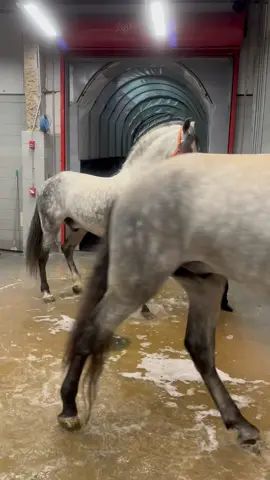 CHILDHOOD DREAM Camperos first steps in the UNITED STATES! Thank you Alex Nicols agency for these videos of my boy!  . Love the commentary “that’s a stallion alright… look at the bow in that neck” #Import #Stallion #Dreams #Dreamer #DreamsComeTrue #SpanishHorse #Equine #CarthusianHorse #HorseOfKings #WarHorse #pearmanranch #cheval #caballo #caballosbailadores #altaescuela #breedingstallion