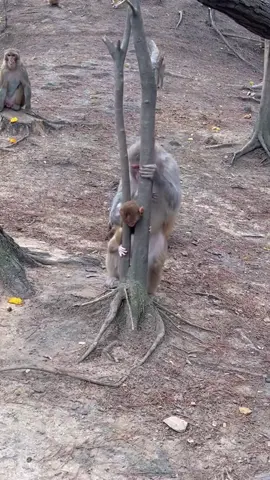 Monkey baby gets stuck in a tree, is Monkey mother anxious?#Monkeys