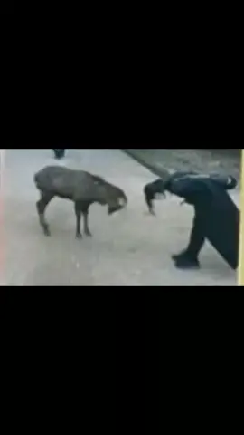 sedang mengenang masa wedding yg takkan terlupakan😭😭🤣🤣tapi GK gini jg atuh yoojung🤣🤣🤣andai songkang lihat pasti ngedumel dah tu 🤣🤣mana hewannya nurut LG hewan apa dah tu kgak tau😭😭 #fyp #yxzbca #tranding #kangyoo #kimyoujung #songkang 