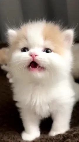 The kitten said, 