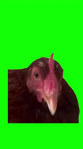 Talking chicken meme green screen #meme #greenscreen #discord #countrymusic   