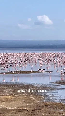 Must visit for Nature Enthusiasts.   #travel #traveltiktok #nakuru #flamingoes #nature #Kenya #tiktokkenya #tiktokers 