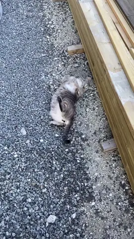 Cement #soggykitty #norwegianforestcat #lynxpointsiamese #matchakitty #catsoftiktok 