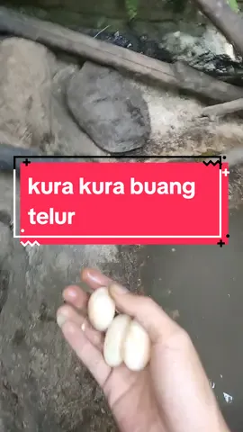 telur kura kura