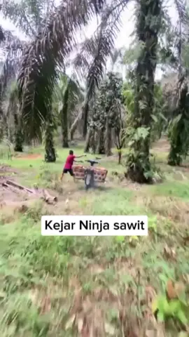 #ninjasawit #kejarmaling sawit