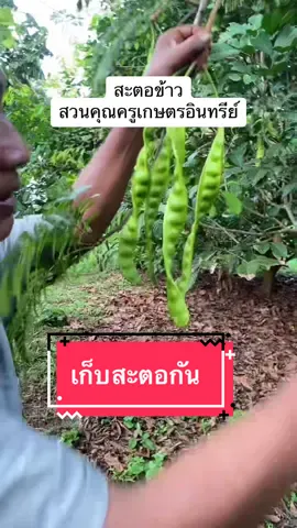 สะตอต้นเตี้ย เก็บง่าย สะดวก แปลงใหม่200ต้น  เริ่มทยอยเก็บได้บ้างแล้ว สนใจสะตอสดๆ ตามไปนะคะ #สวนคุณครูเกษตรอินทรีย์จําหน่ายพันธุ์ไม้  